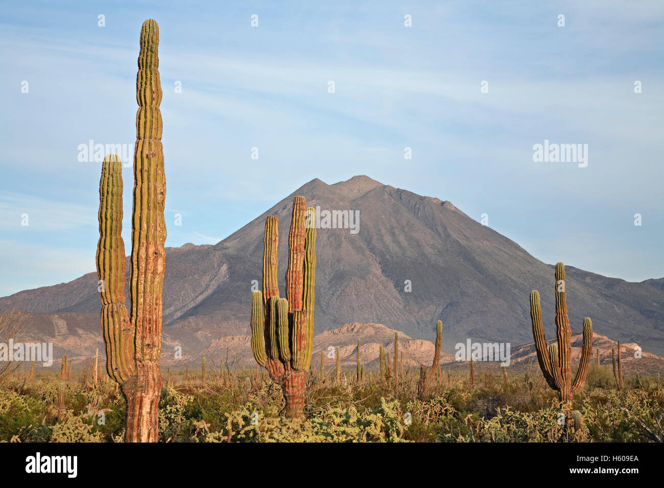 Cardon trees (Pachycereus) and Las Tres Virgenes Volcano, Baja