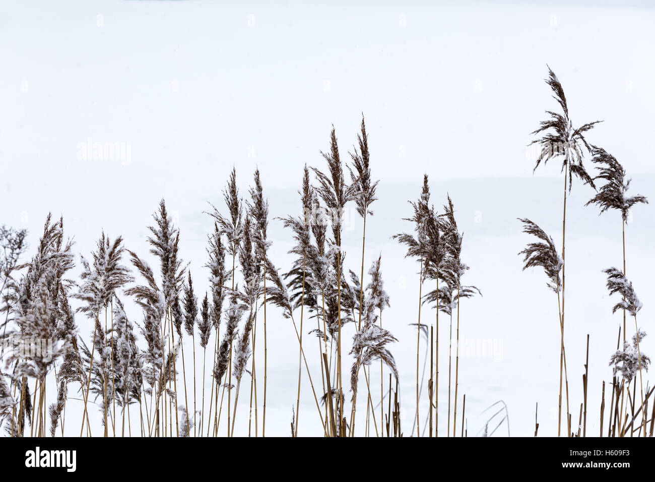 Frozen dry coastal reed hi-res stock photography and images - Alamy