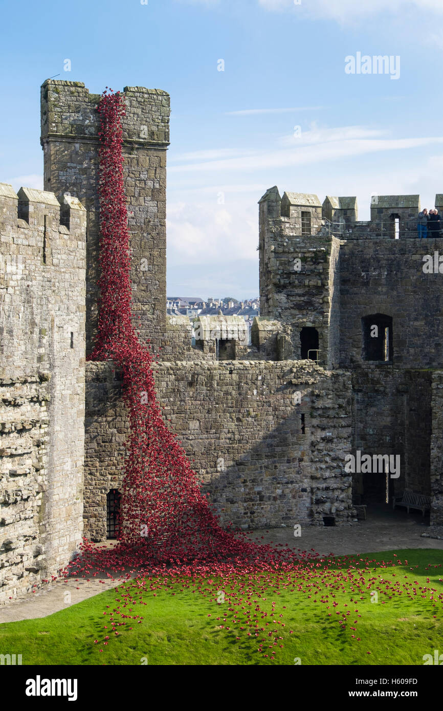 Weeping Window art sculpture of ceramic red poppies display in Caernarfon castle walls. Caernarfon Gwynedd Wales UK Stock Photo