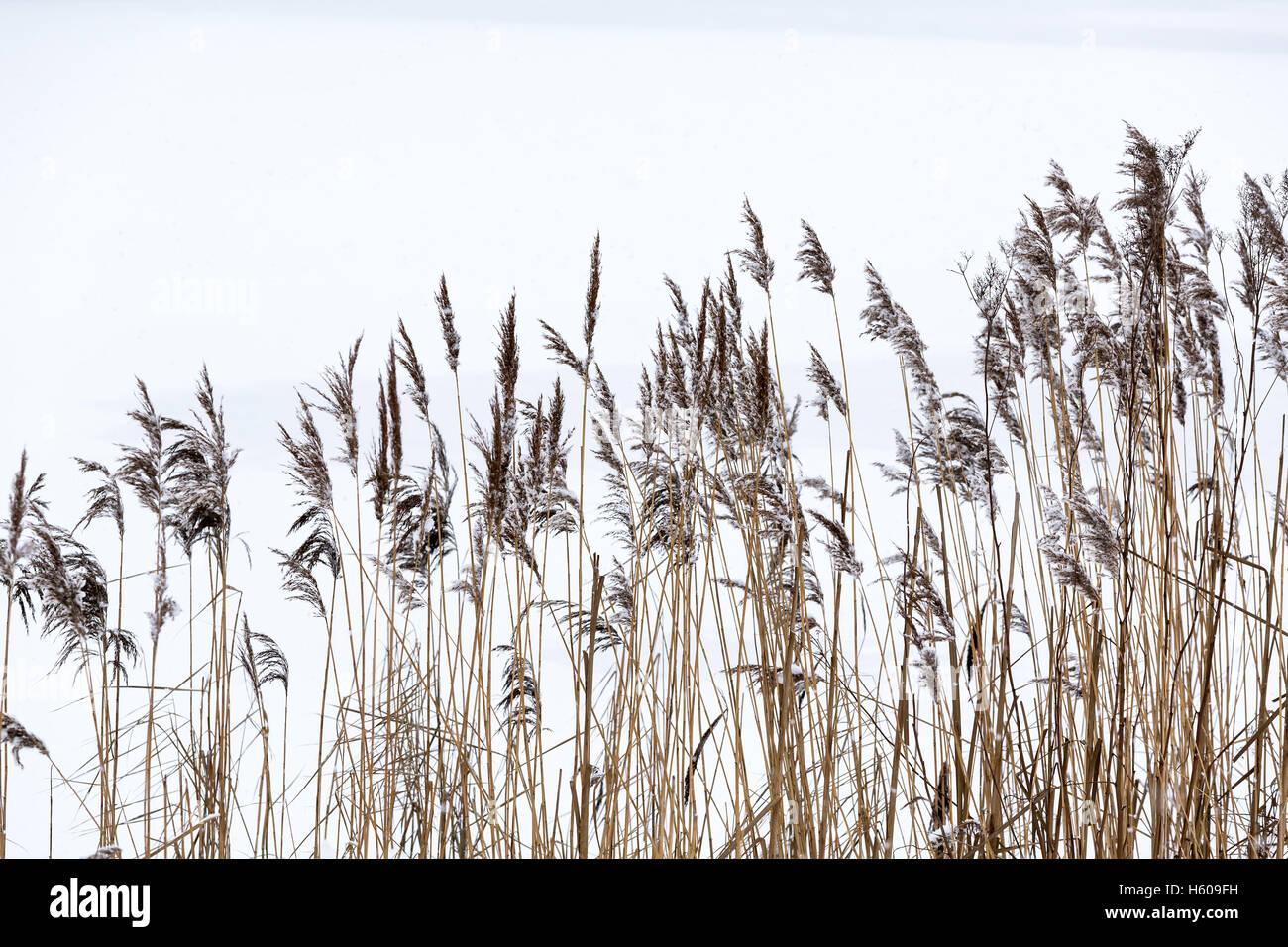 Fragile winter reed against frozen river background Stock Photo - Alamy