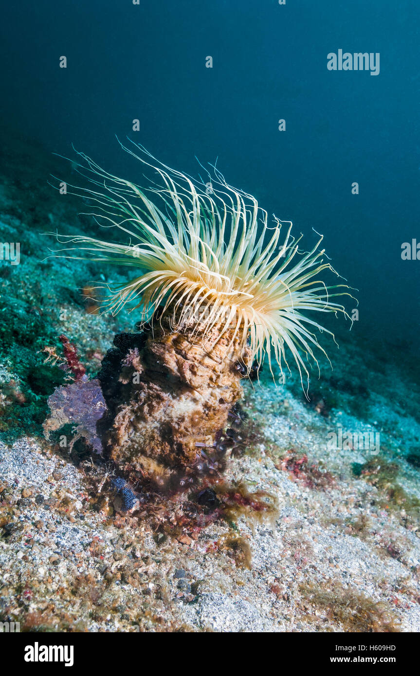 Fireworks anemone [Cerianthus sp.].  Lembeh, Sulawesi, Indonesia. Stock Photo