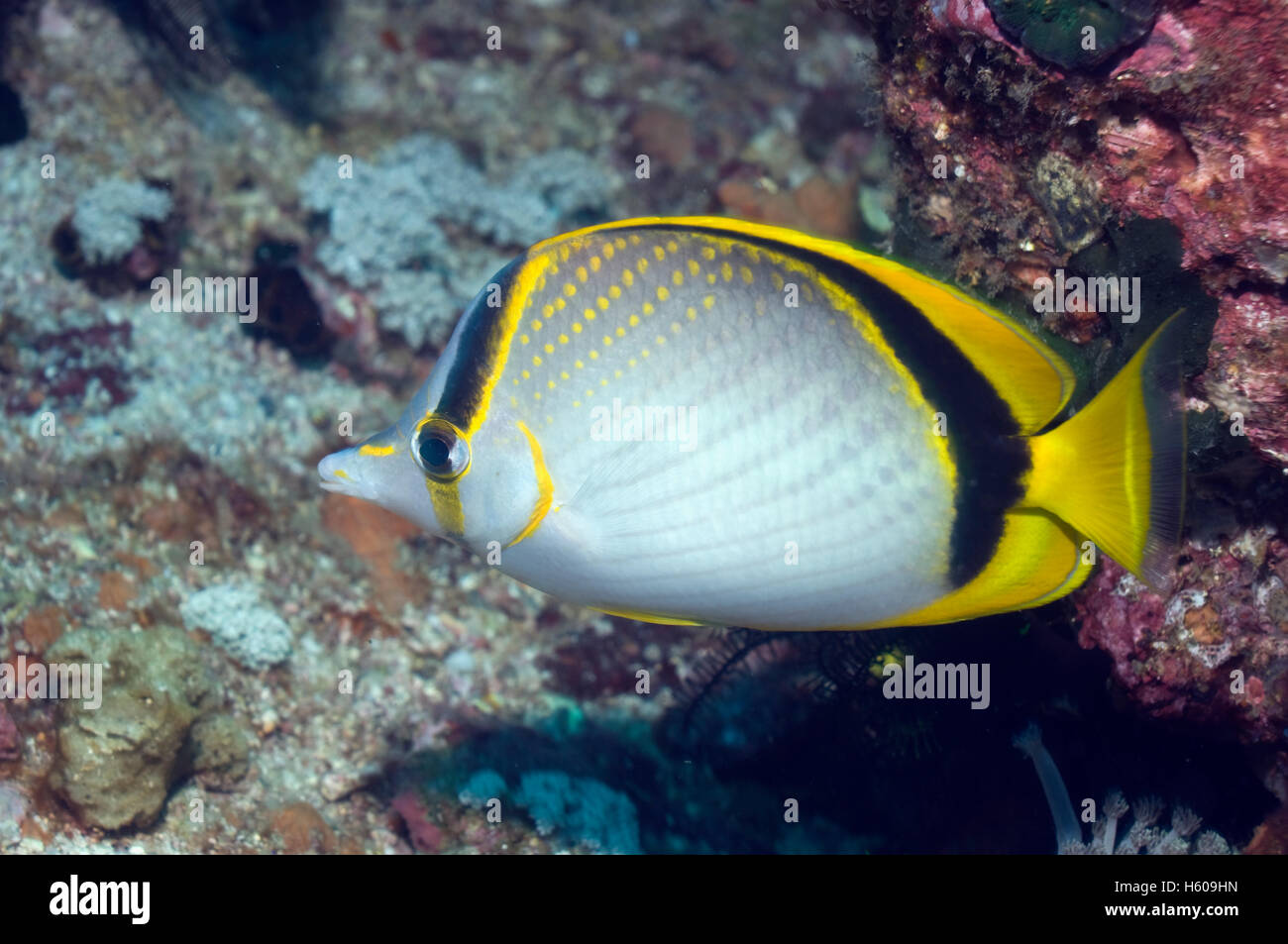 Yellow-dotted butterflyfish (Chaetodon selene).  Indonesia. Stock Photo
