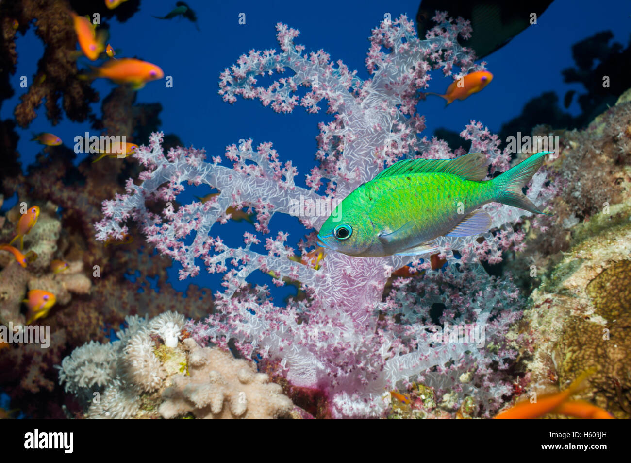 Blue-green chromis (Chromis viridis) swimming past soft coral (Dendronephthya sp).  Egypt, Red Sea. Stock Photo