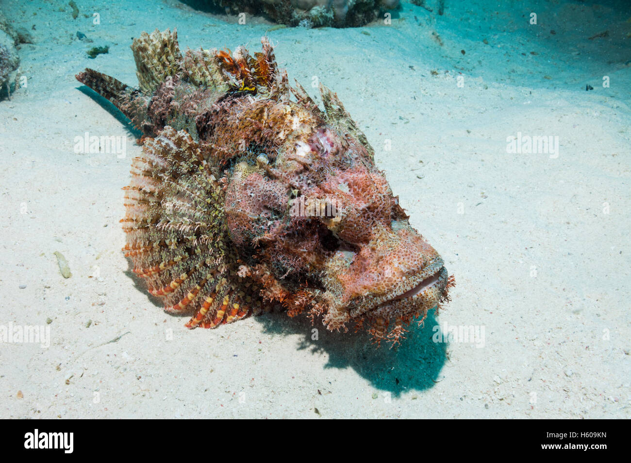 Bearded scorpionfish (Scorpaenopsis barbatus). Egypt, Red Sea Stock