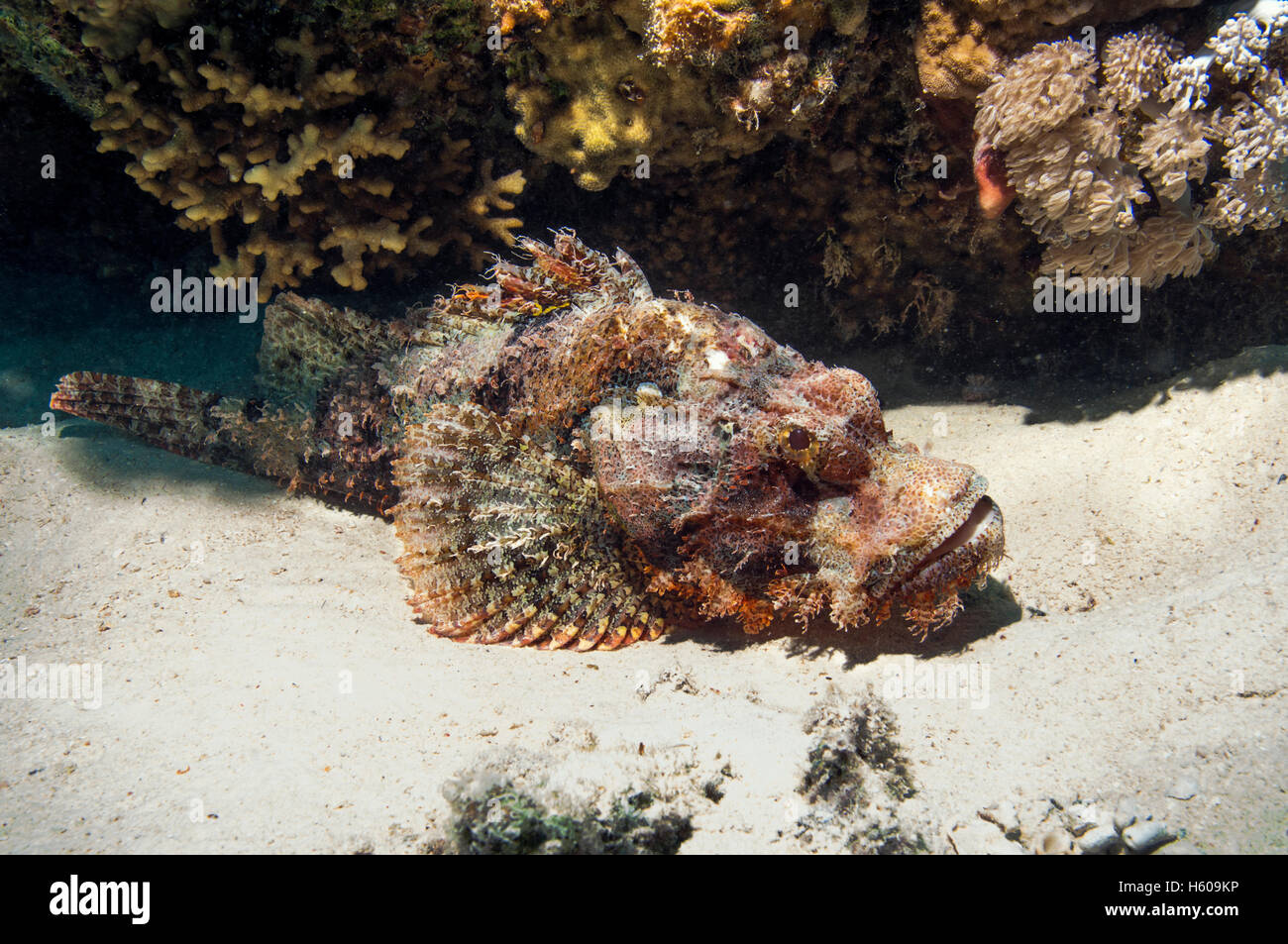 Bearded scorpionfish (Scorpaenopsis barbatus).  Egypt, Red Sea. Stock Photo