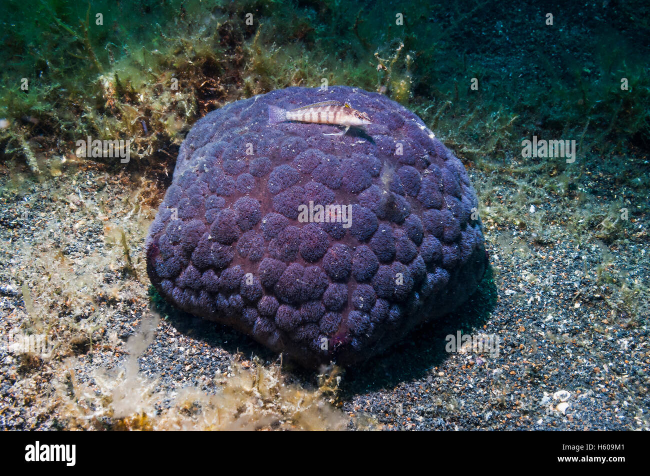 Pin cushion starfish [Culcita novaguineae] with a small sandperch.  Lembeh, Sulasesi, Indonesia. Stock Photo