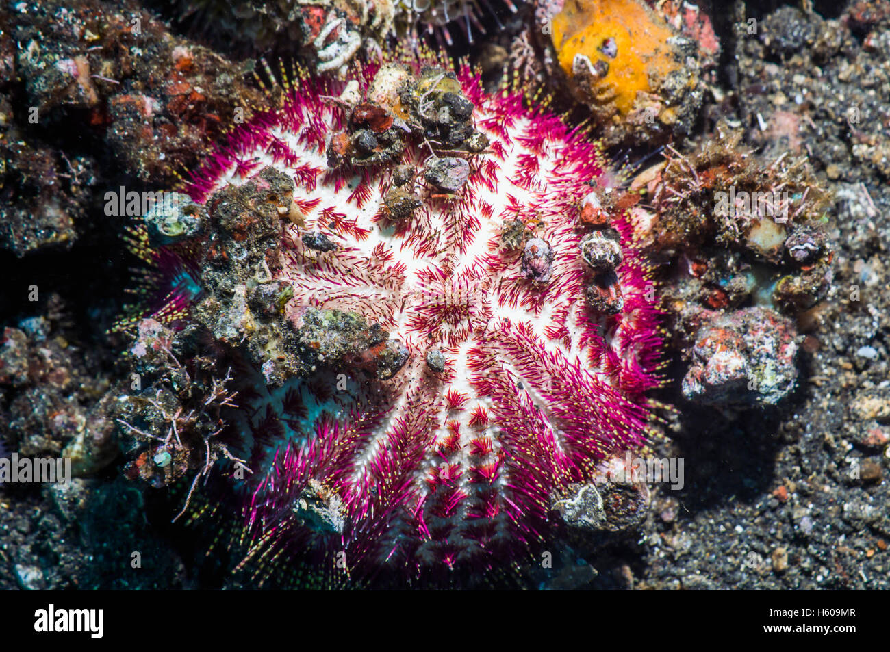 Salmacis hires stock photography and images Alamy