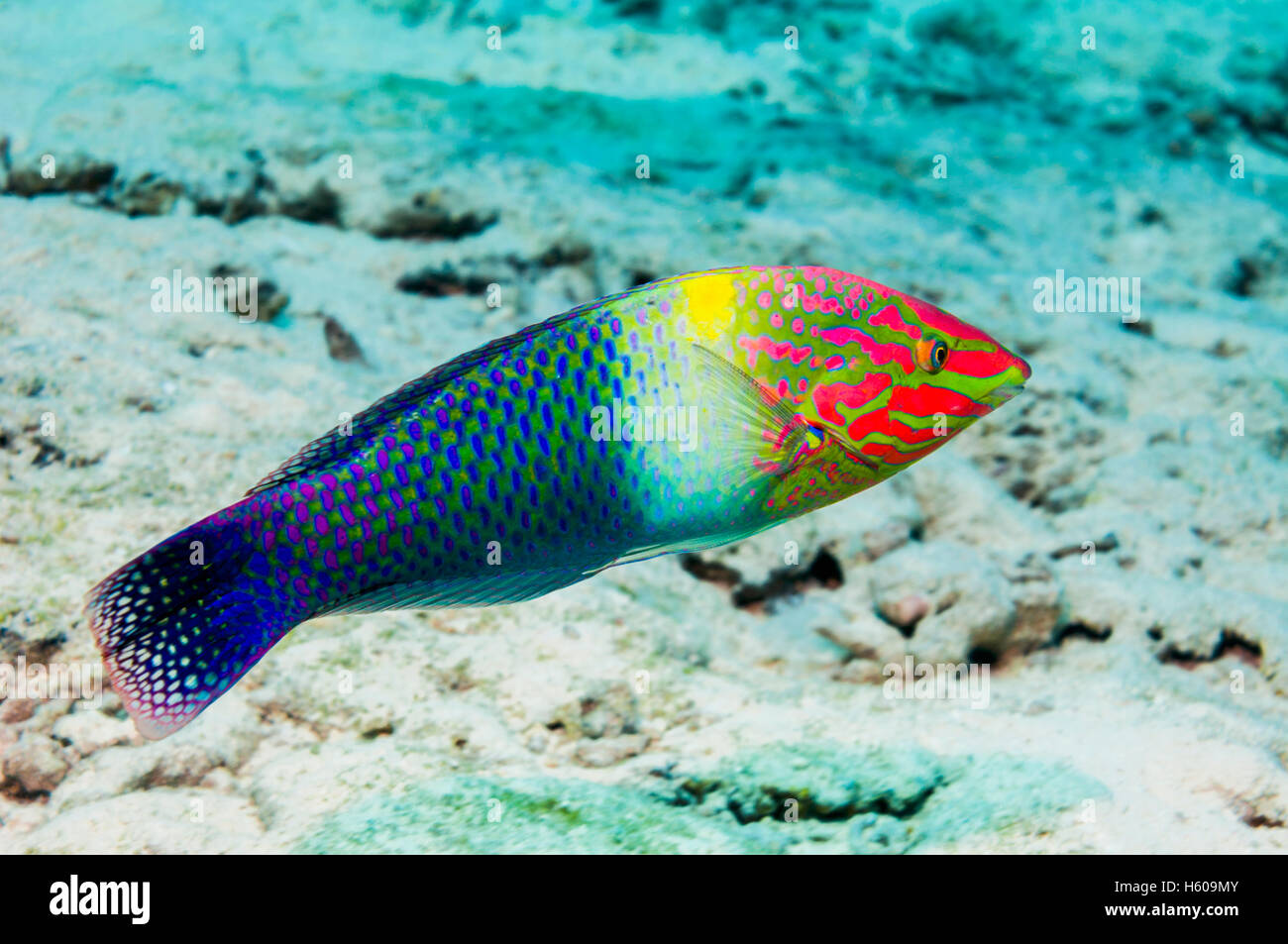 Checkerboard wrasse (Halichoeres hortulanus).  Egypt, Red Sea. Stock Photo