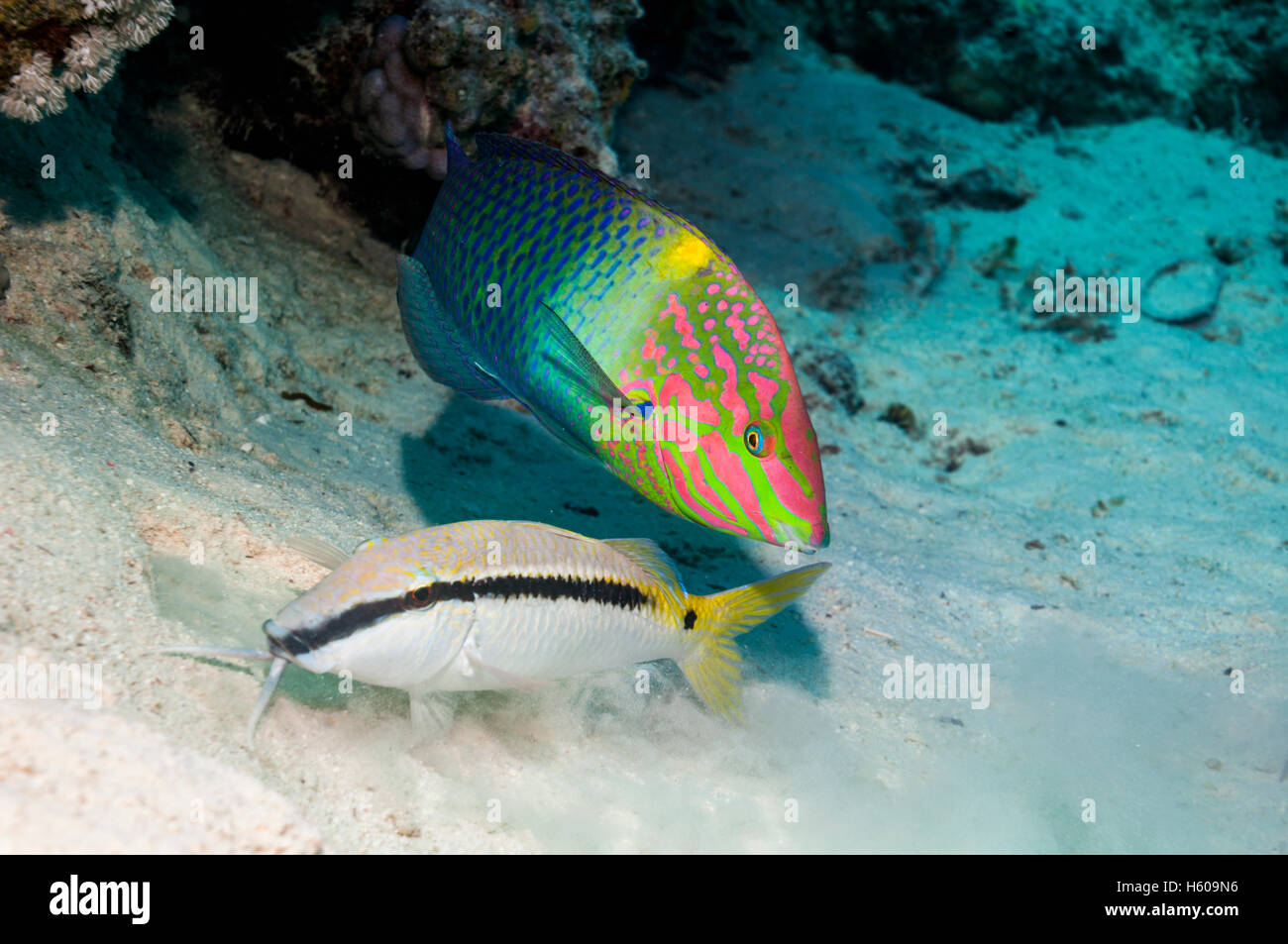 A Checkerboard wrasse (Halichoeres hortulanus) following a Dash-and-dot goatfish (Parupeneus barbarinus) digging in the sand for Stock Photo