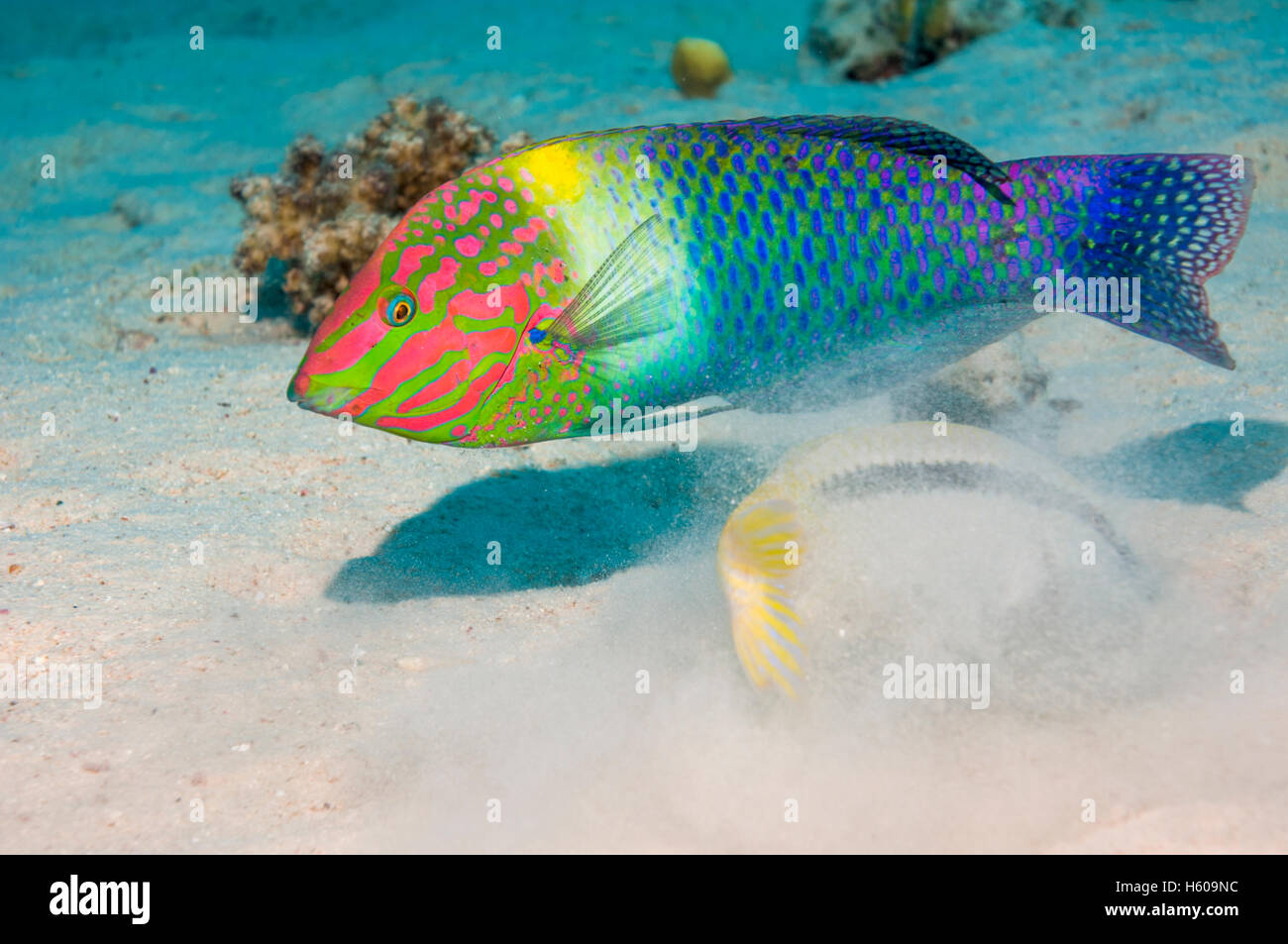 A Checkerboard wrasse (Halichoeres hortulanus) following a Dash-and-dot goatfish (Parupeneus barbarinus) digging in the sand for Stock Photo