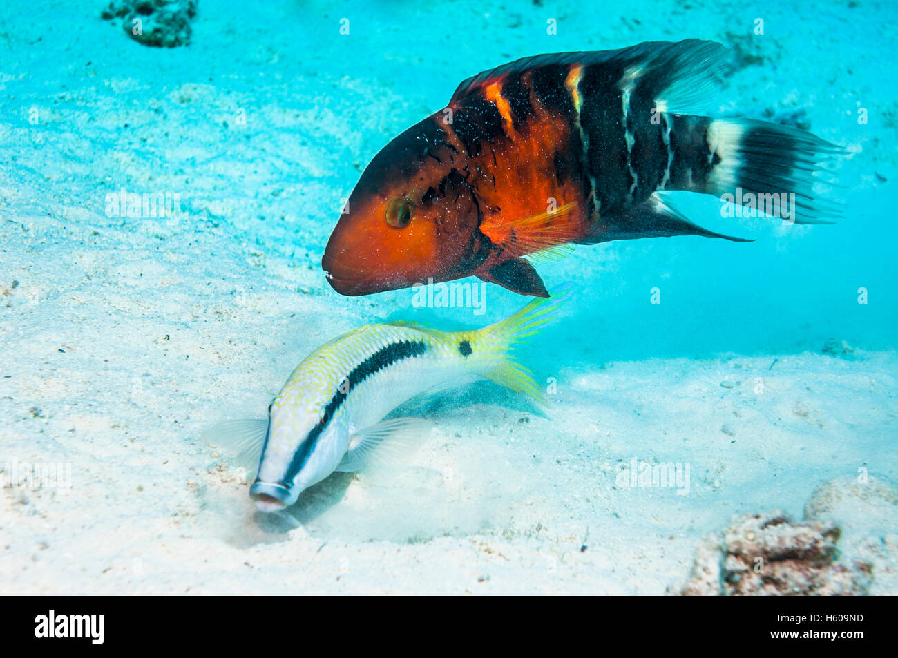 Redbanded or Redbreasted wrasse (Cheilinus quinquecinctus) following a Dash-and-dot goatfish (Parapeneus barbarinus) digging in Stock Photo