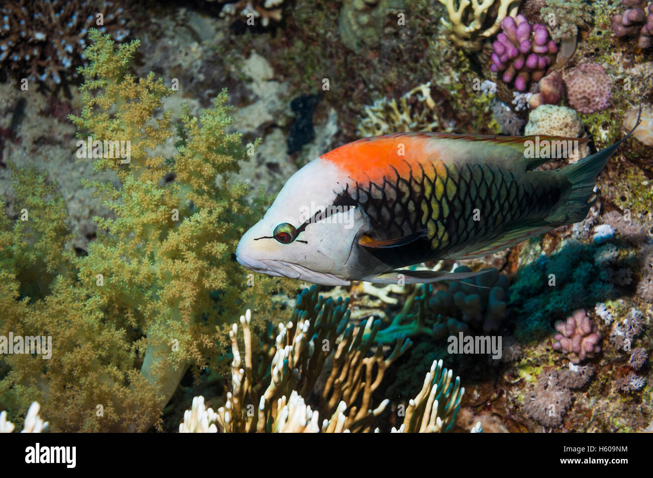 Slingjaw wrasse (Epibulus insidiator), male, swimming over coral reef. Egypt, Red Sea Stock