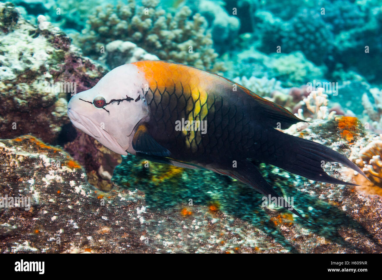 Slingjaw wrasse [Epibulus insidiator], male. Egypt, Red Sea Stock Photo Alamy
