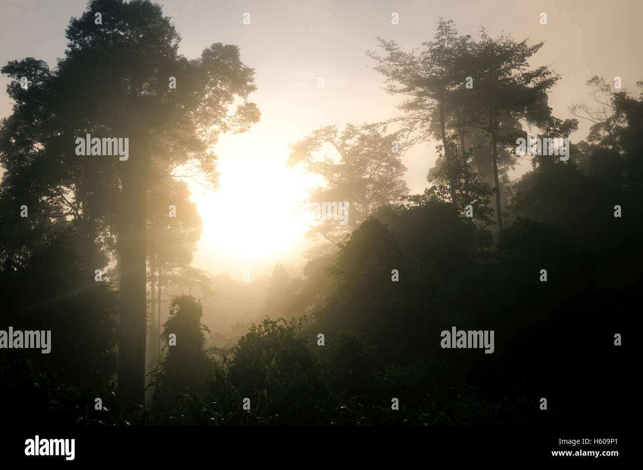 Sunrise over the jungle canopy of Danum Valley Stock Photo