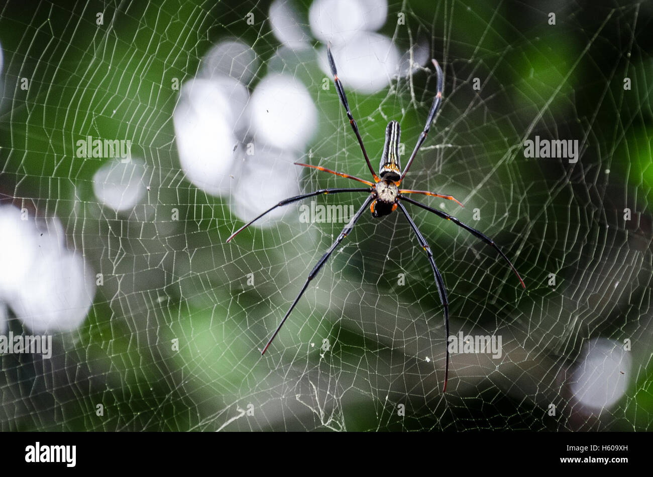 A Spider waits in its web for prey Stock Photo - Alamy
