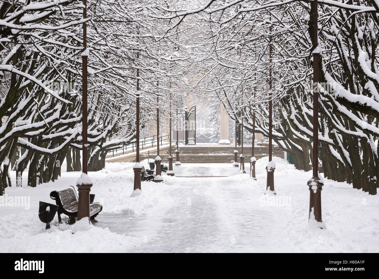 winter park with benches and trees covered with snow Stock Photo - Alamy