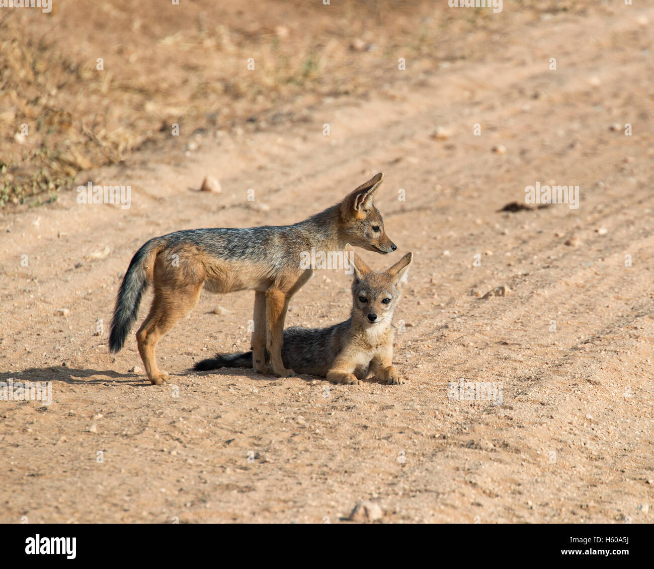 two black-backed jackal puppies standing and lyingin roadway Stock Photo