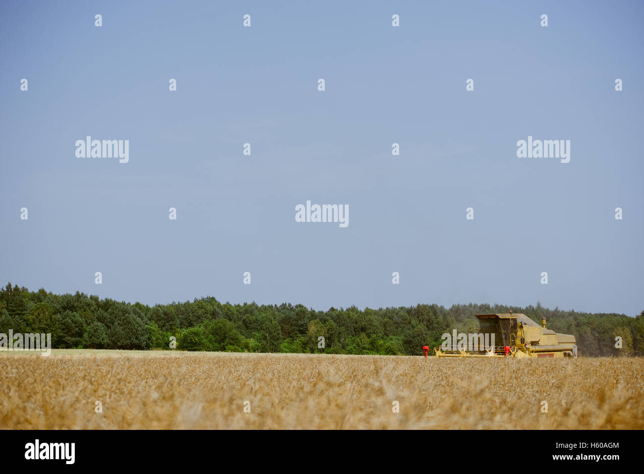 Combine harvesting the rape field at summer Stock Photo - Alamy