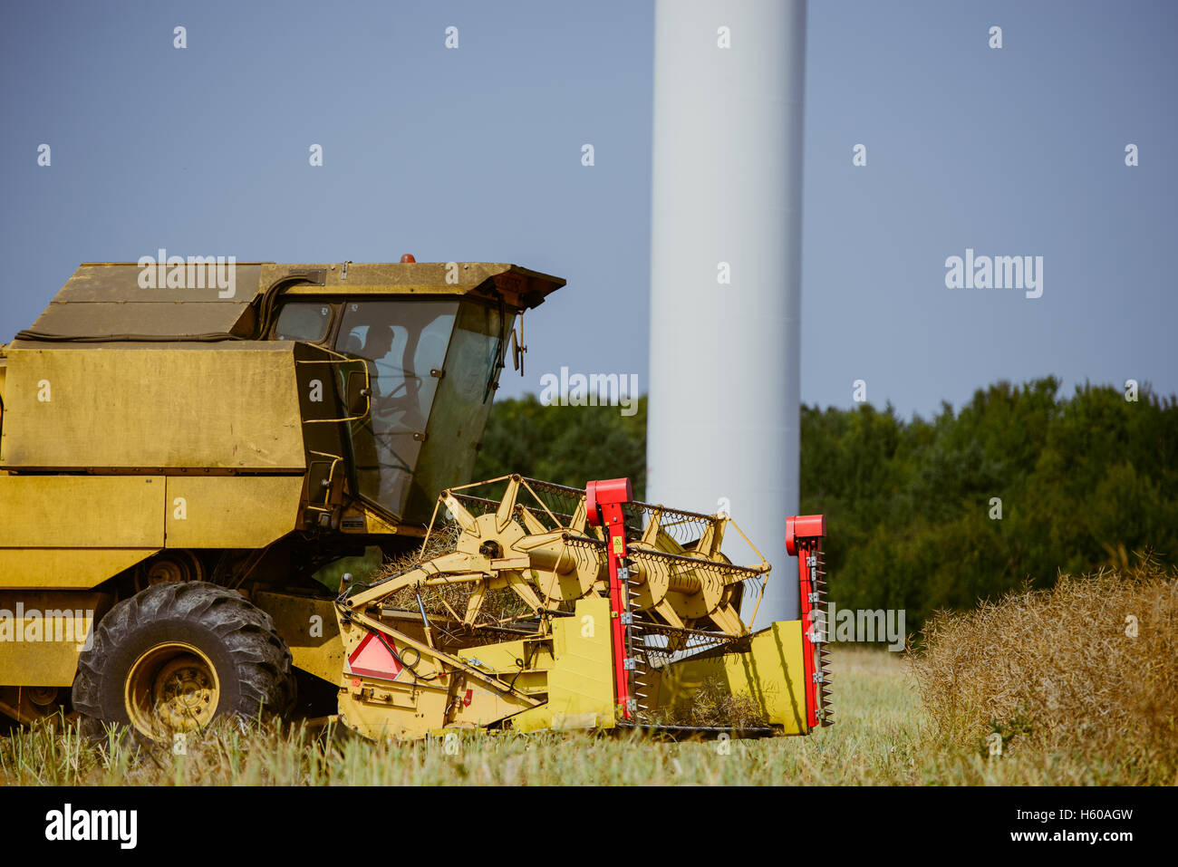 Combine harvesting the rape field at summer Stock Photo - Alamy