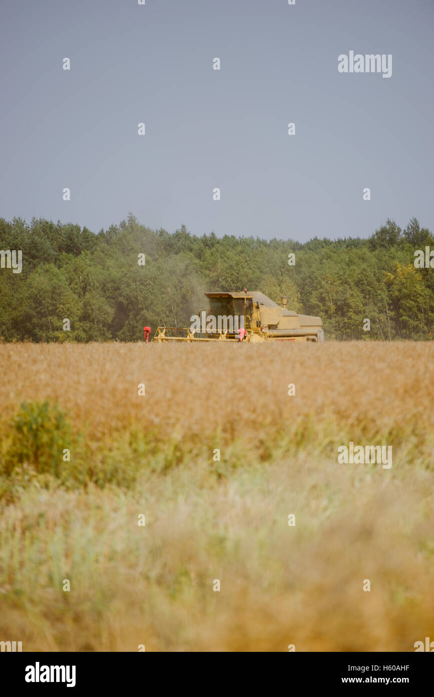 Combine harvesting the rape field at summer Stock Photo - Alamy