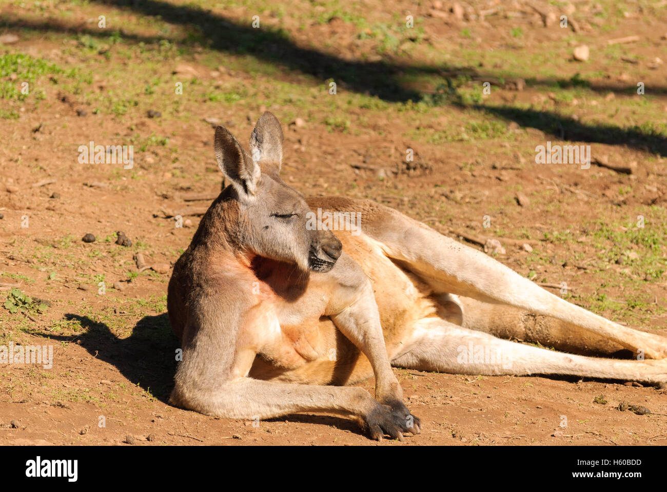 Large male kangaroo hires stock photography and images Alamy