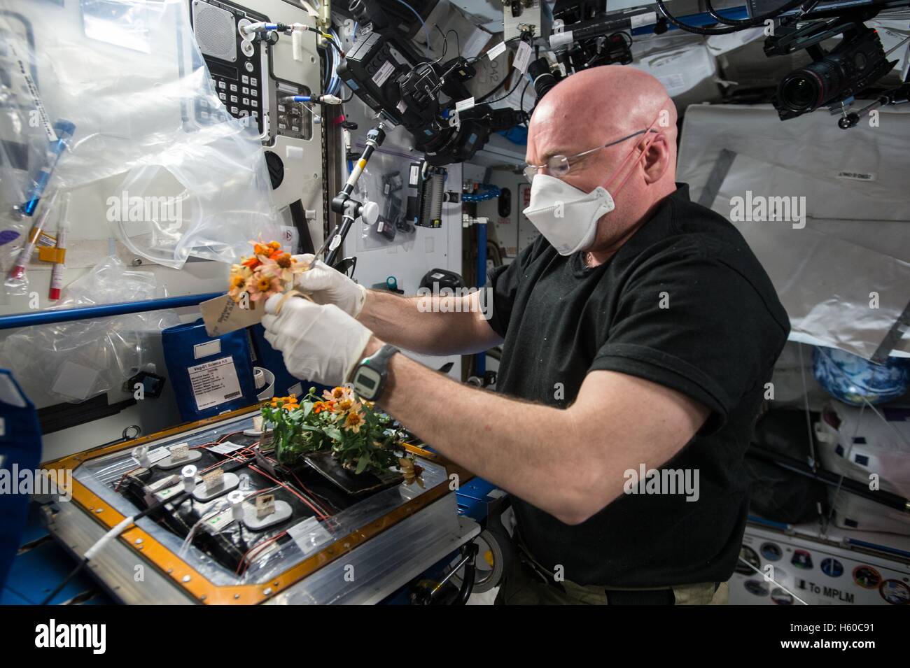 NASA International Space Station Expedition 44 mission prime crew astronaut Scott Kelly tends to two different crops growing in the Veggie Plant Growth Facility February 14, 2016 while in Earth orbit. Kelly is researching the most effective ways to grow plants in microgravity to supplement crew diets with healthy, fresh foods. Stock Photo