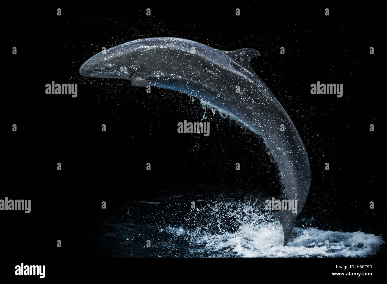 false killer whale Stock Photo
