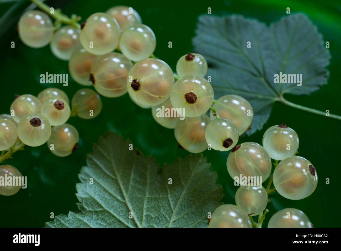 Ripe white currents with leaves on a green glass plate.. Stock Photo