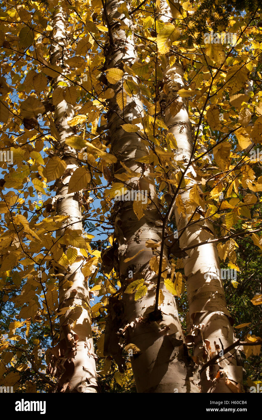 Birch trees in fall in the Adirondacks of NY. Stock Photo