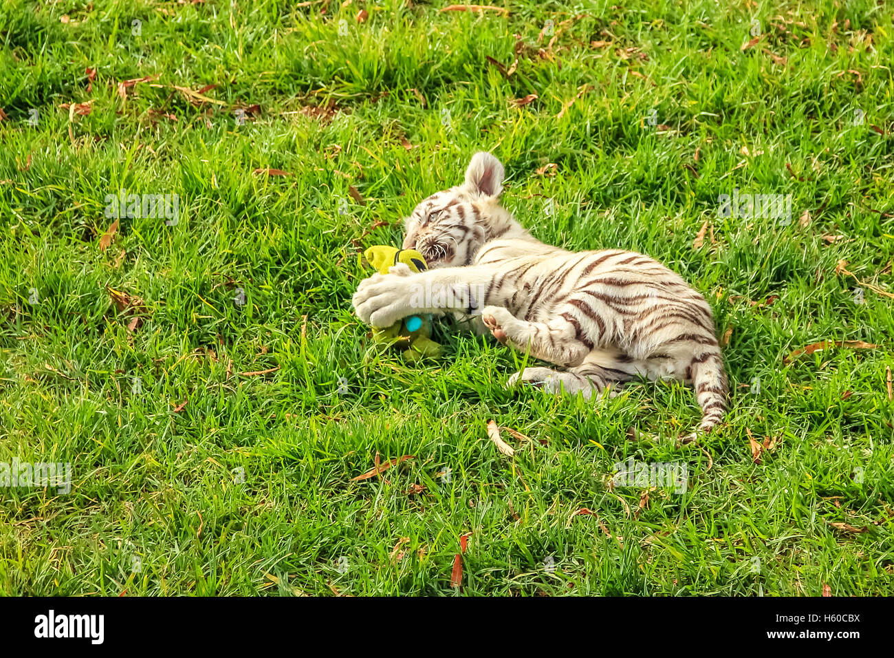 Baby tiger plays Stock Photo Alamy Baby tiger plays Stock Photo Alamy