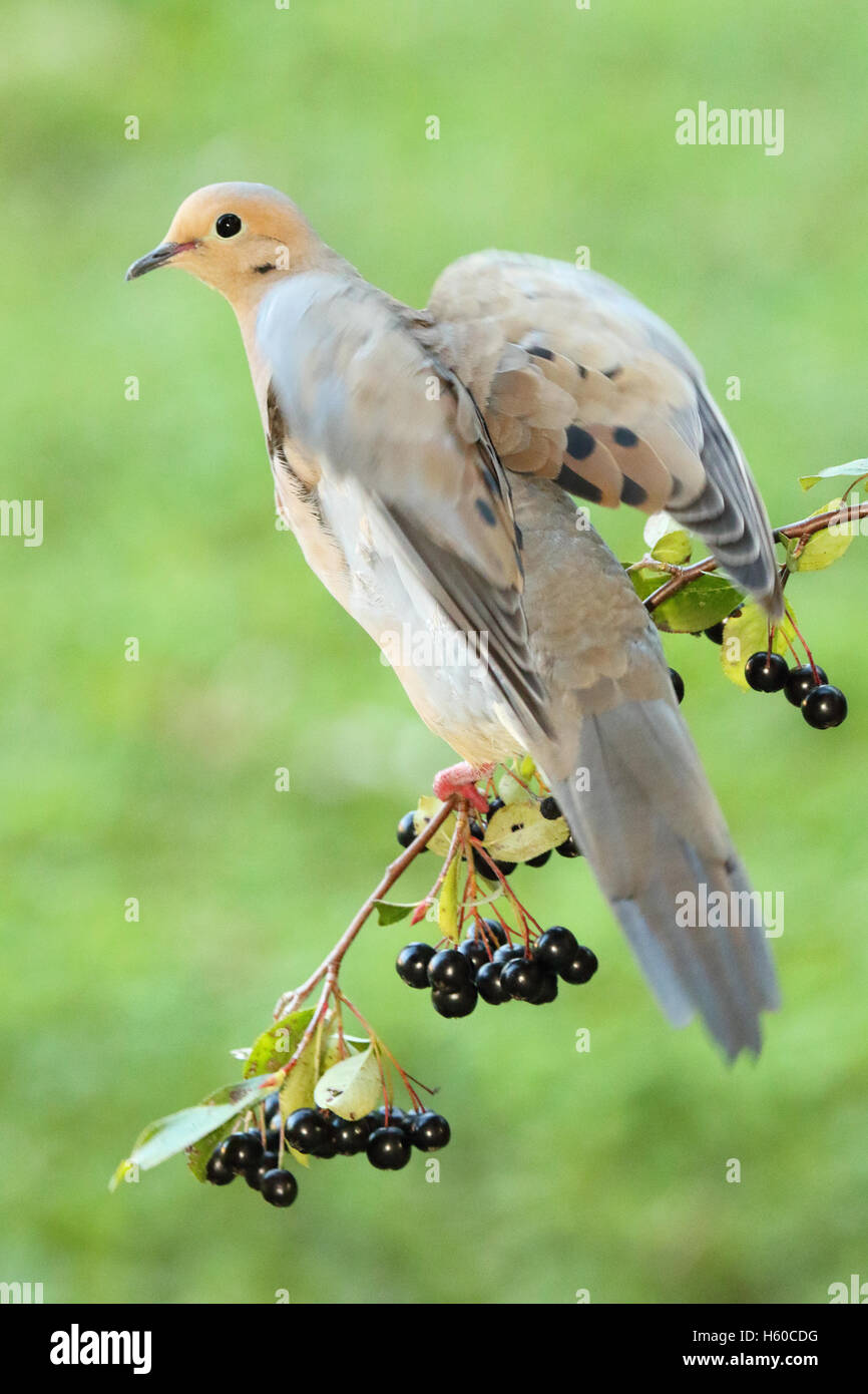 A Mourning Dove taking off from a perch filled with berries. Stock Photo