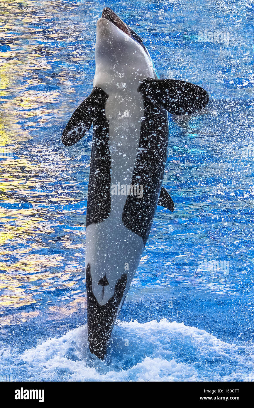 killer whale jumping Stock Photo Alamy