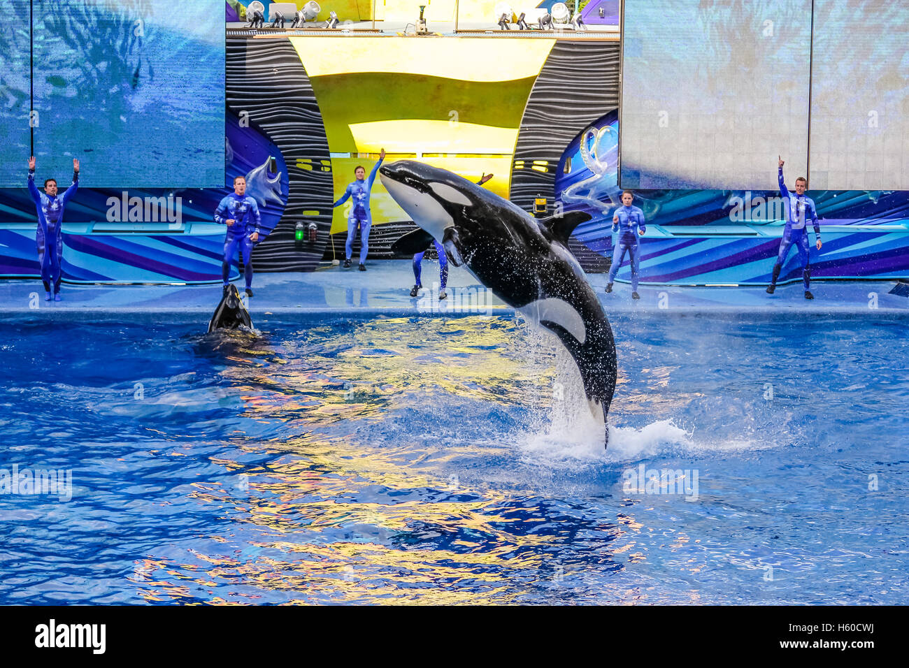 killer whale jumps Stock Photo Alamy