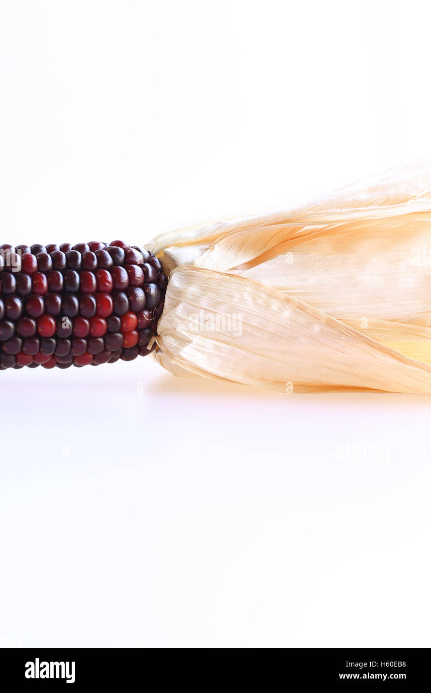 Heirloom Corn Stock Photo