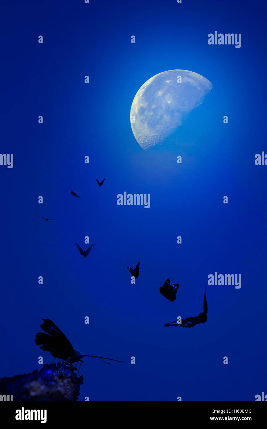 Butterflies flying towards the moon Stock Photo Alamy