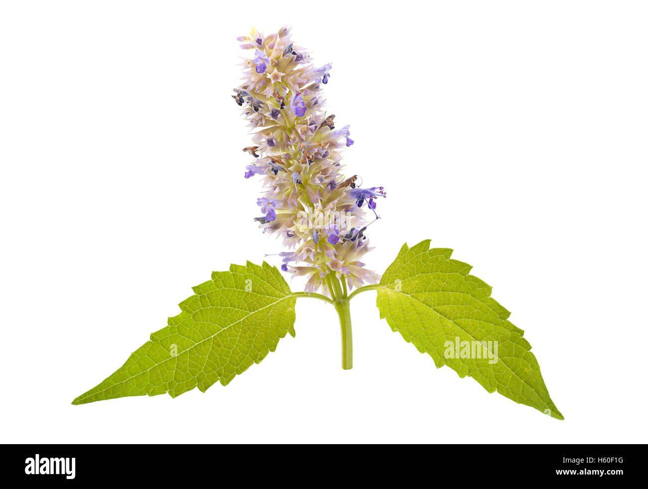 Catnip mint herb closeup isolated on white Stock Photo - Alamy