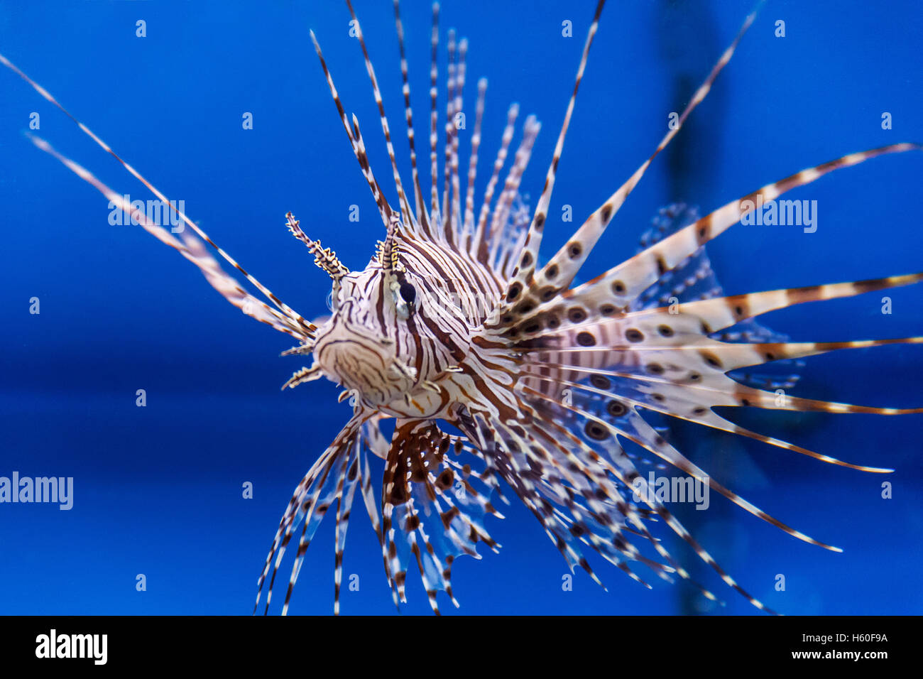 One large pterois volitans fish with spikes and stripes Stock