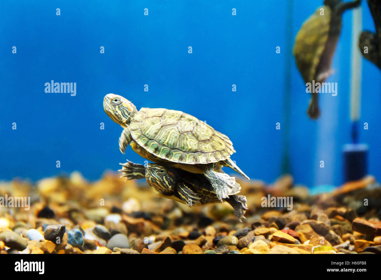Two turtles swimming in aquarium one over another Stock Photo
