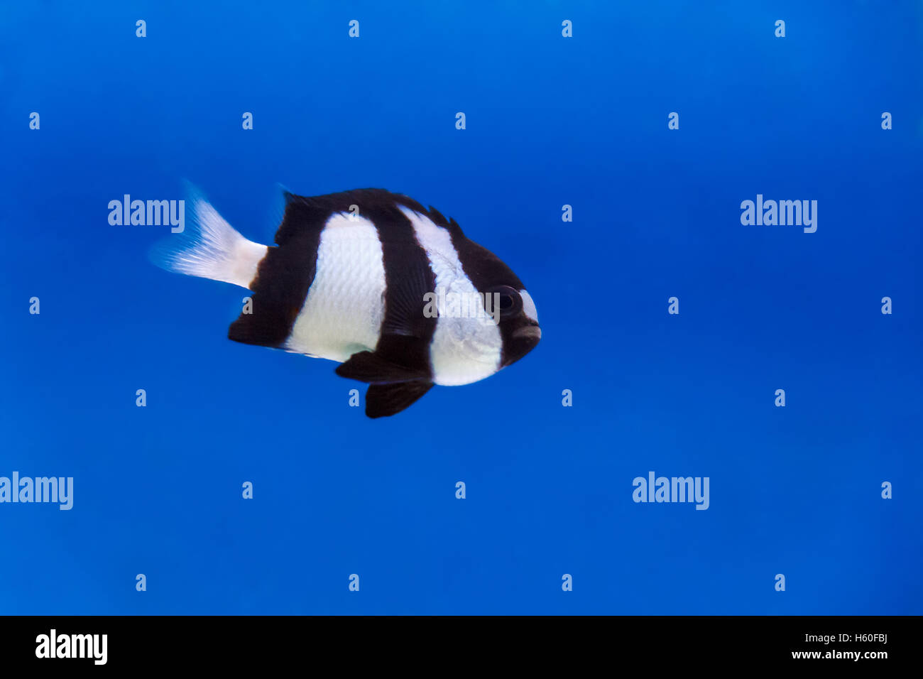 One black and white dascyllus trimaculatus fish in the aquarium Stock Photo