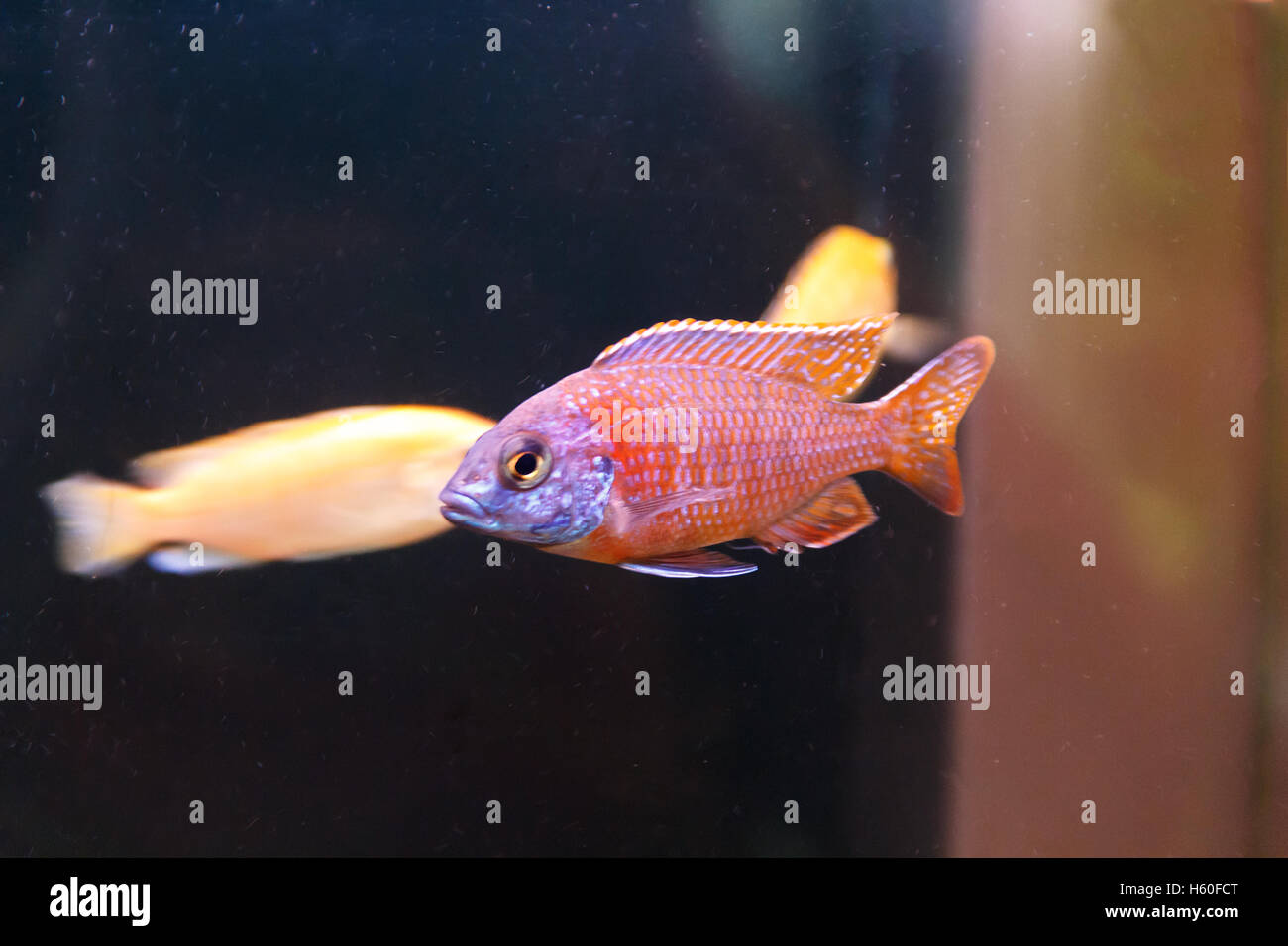 Photo of copadichromis kadango fish in aquarium tank swimming Stock Photo
