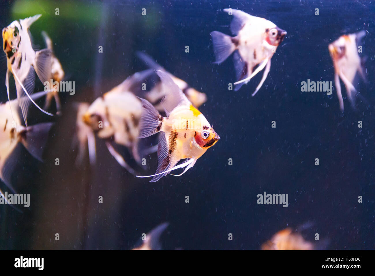 small group of triangle aquarium scalare fishes swimming Stock Photo