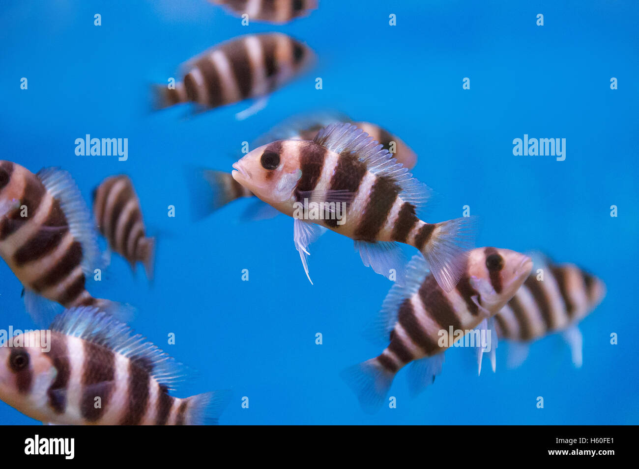 Several frontosa cyphotilapia fishes with stripes swimming in the aquarium Stock Photo