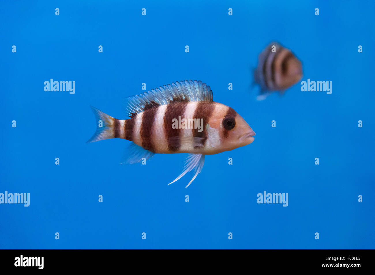 Frontosa fish with black stripes in the water Stock Photo