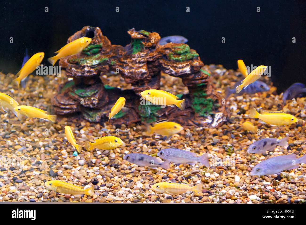 large amount of small yellow and grey fishes Stock Photo