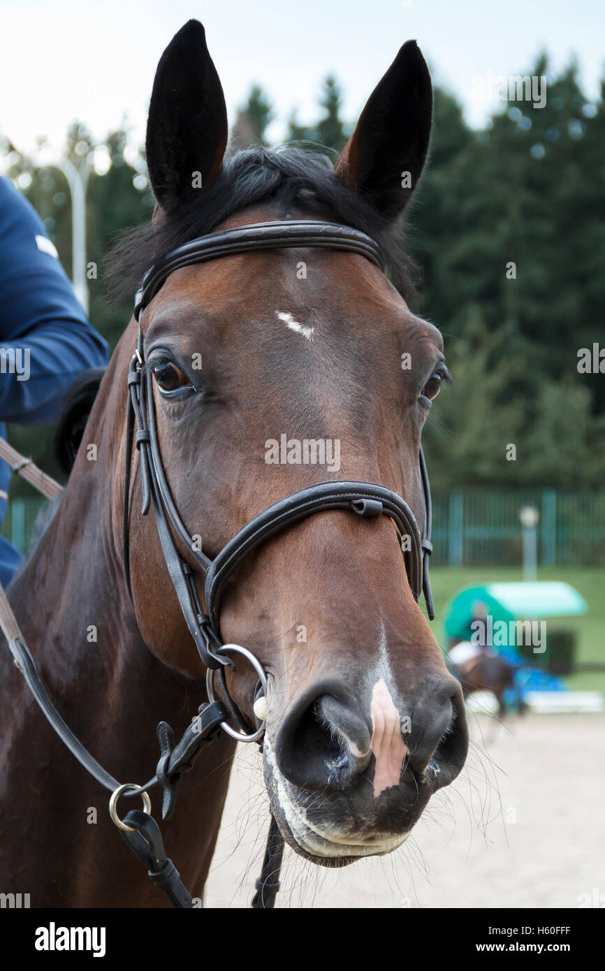 Horse in harness hires stock photography and images Alamy
