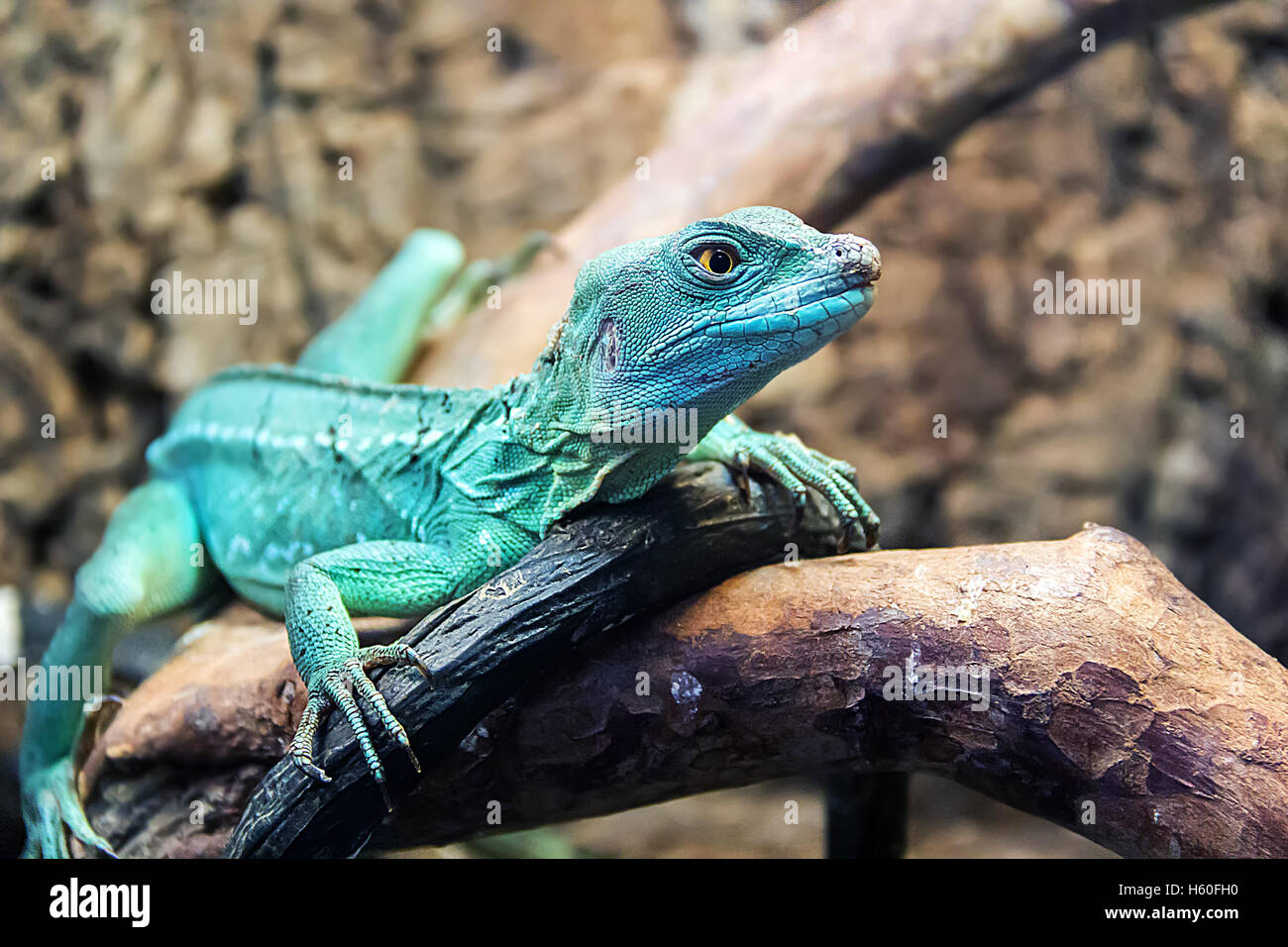 Photo of lizard close up in zoo Stock Photo