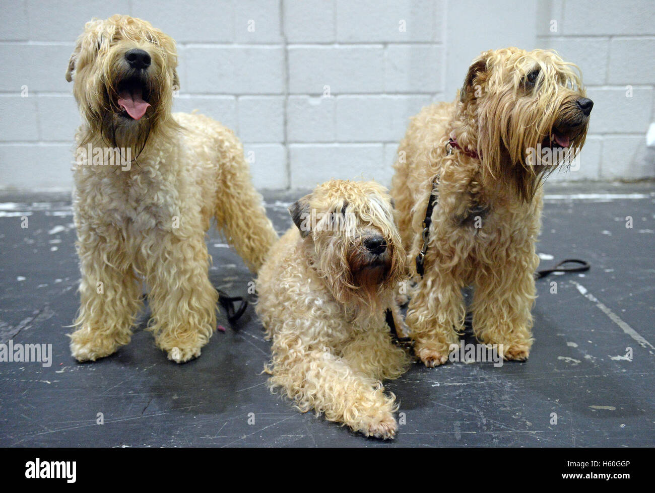 Three Soft-coated Wheaten Terriers relax backstage on day one of Kennel  club's Eukanuba Discover Dogs show at the ExCeL in London Stock Photo -  Alamy