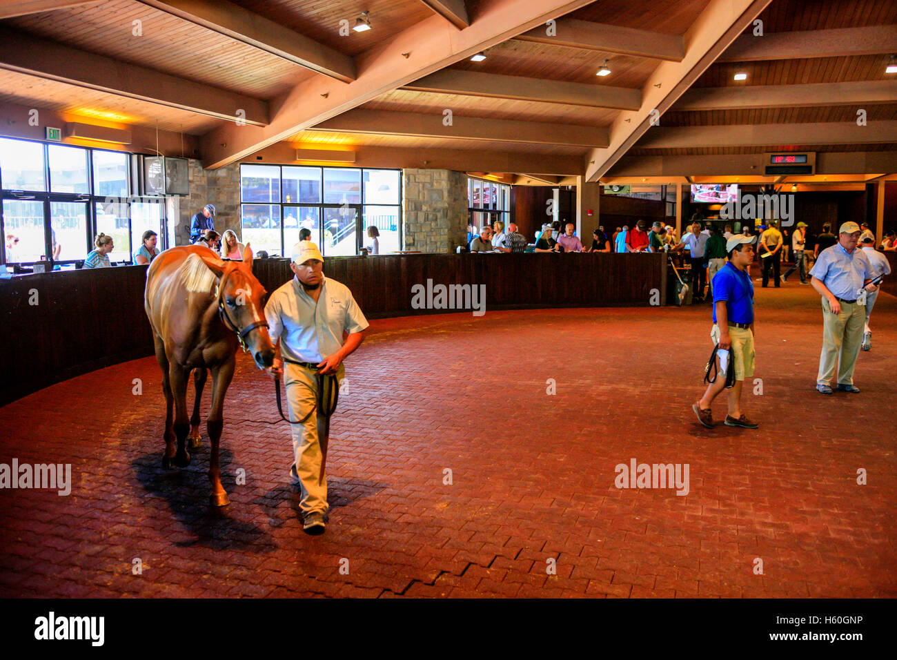 Thoroughbred horses being paraded pre auction at Keeneland racecourse