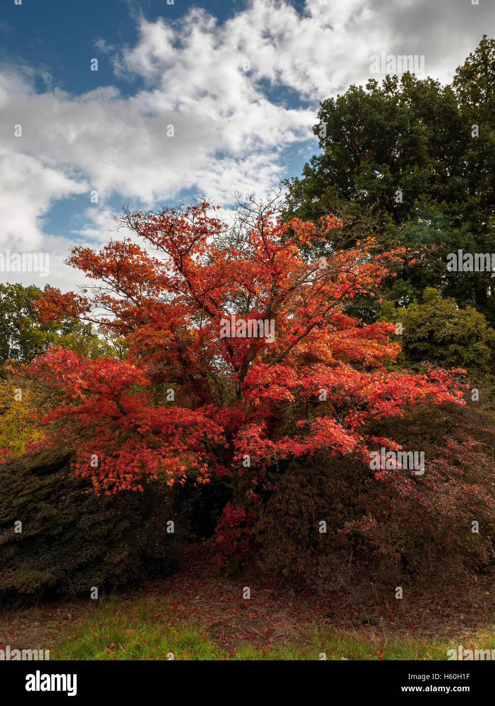 Japanese Maple (Acer palmatum) in Autumn Colours Stock Photo