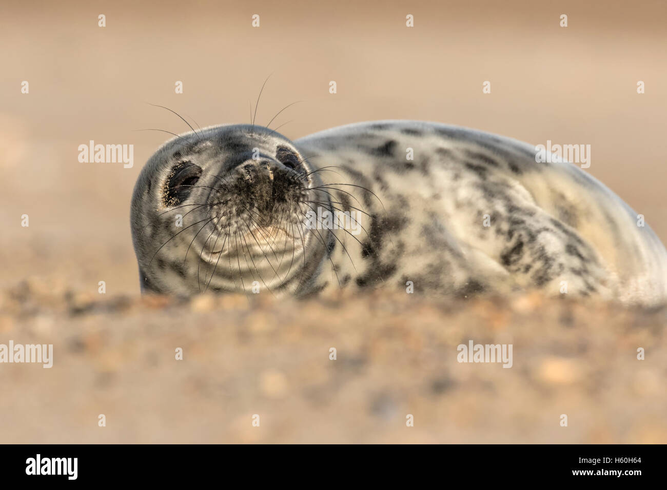 Atlantic Grey Seal Stock Photo - Alamy